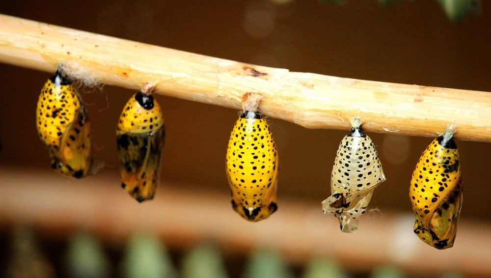 picture of cocoons representing digital transformation